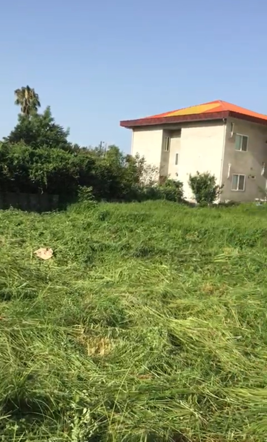 زمین 480 متری جنگلی چلک نوشهر