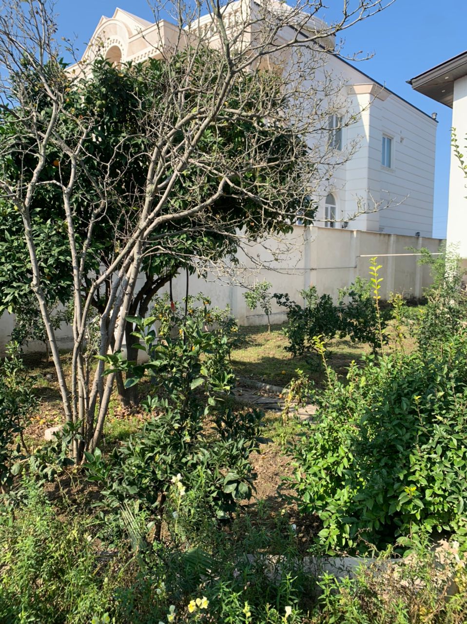 ویلای 800 متری جنگلی سیاهرود 