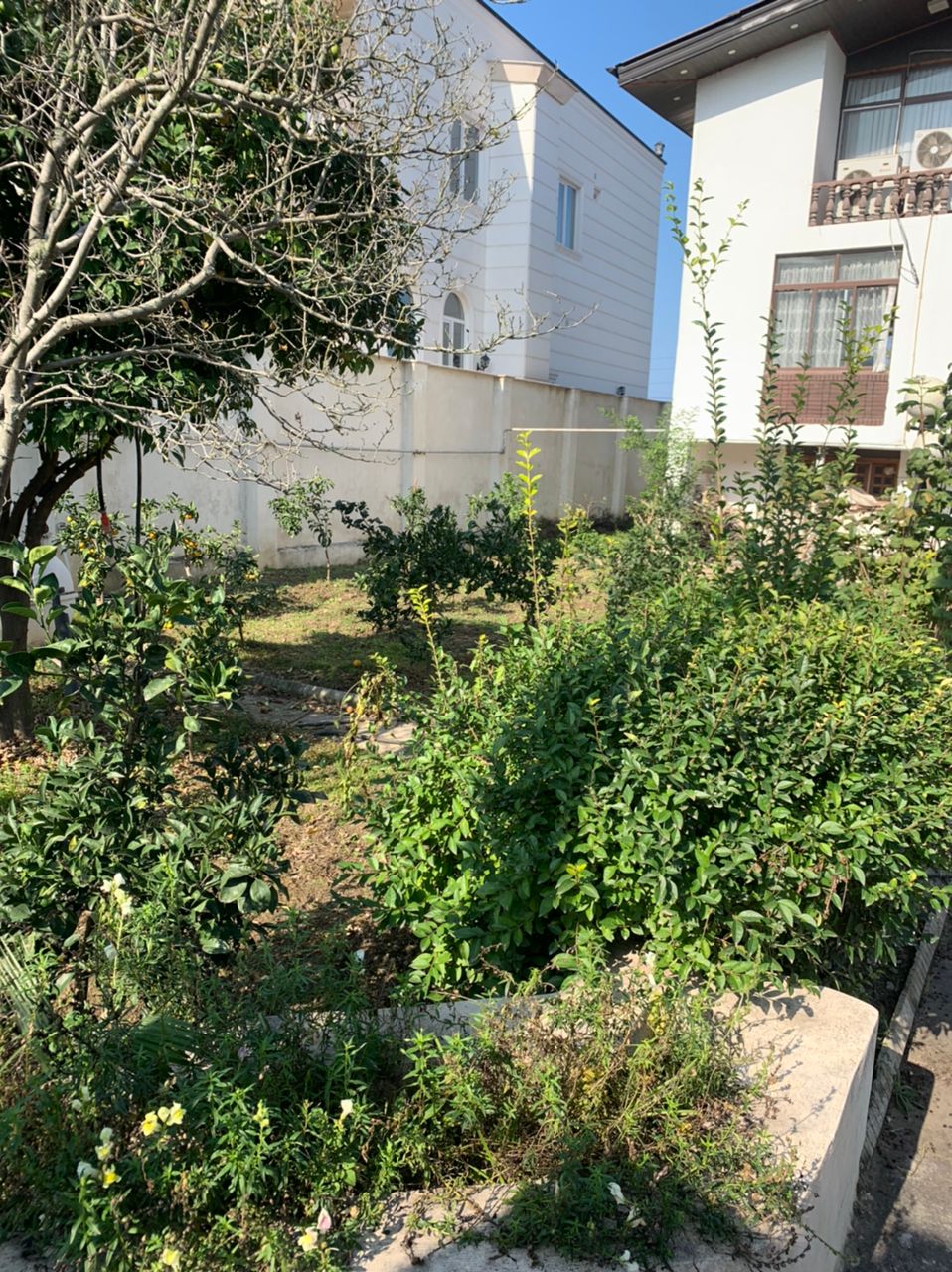 ویلای 800 متری جنگلی سیاهرود 