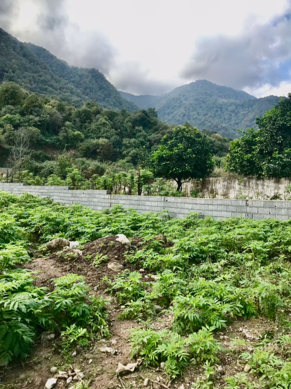 400 متر زمین جنگلی چلندر