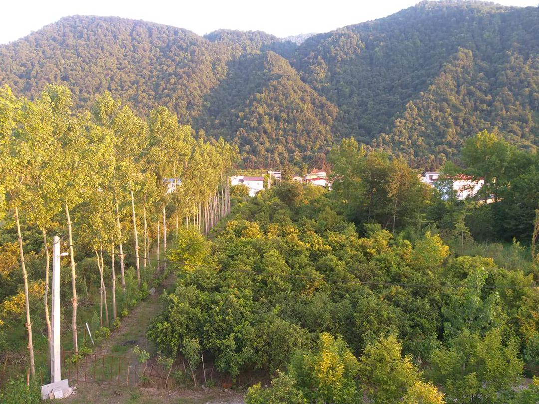 220 متر زمین جنگلی سنگسرا