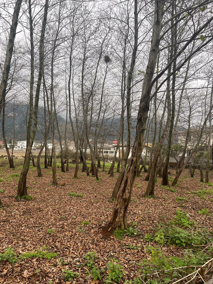 زمین 769 متری شمالی جنوبی کهنه سرا 