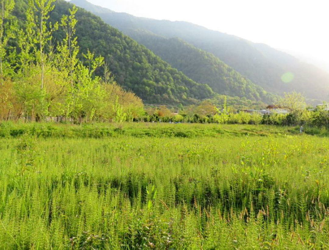 زمین 1000 متری آماده ساخت چلک 