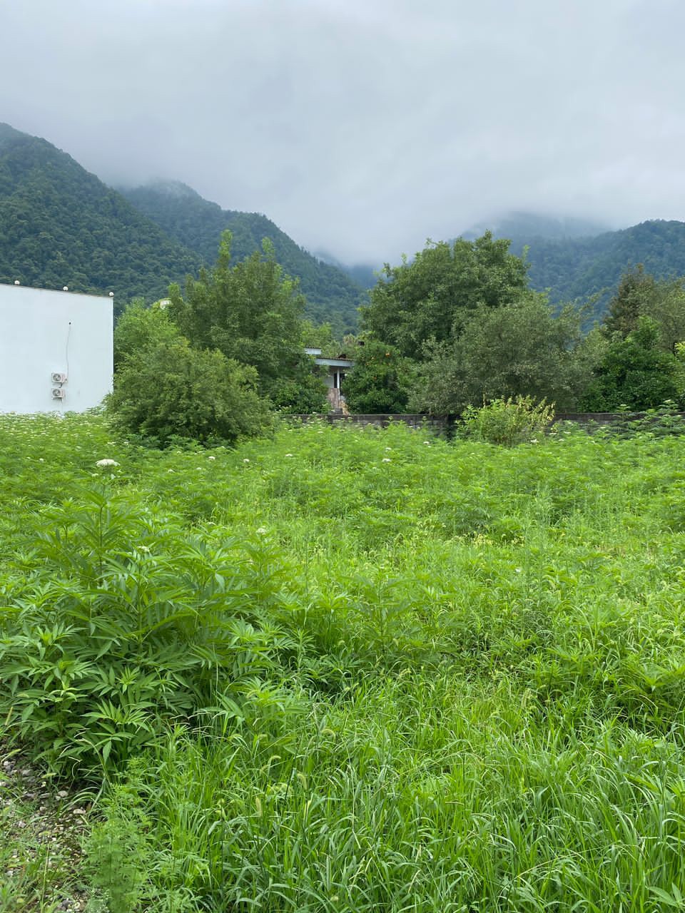 زمین 280 متری جنگلی چلندر 