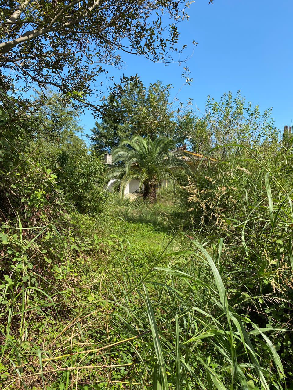 زمین 1000 متری شمالی جنوبی ملکار 